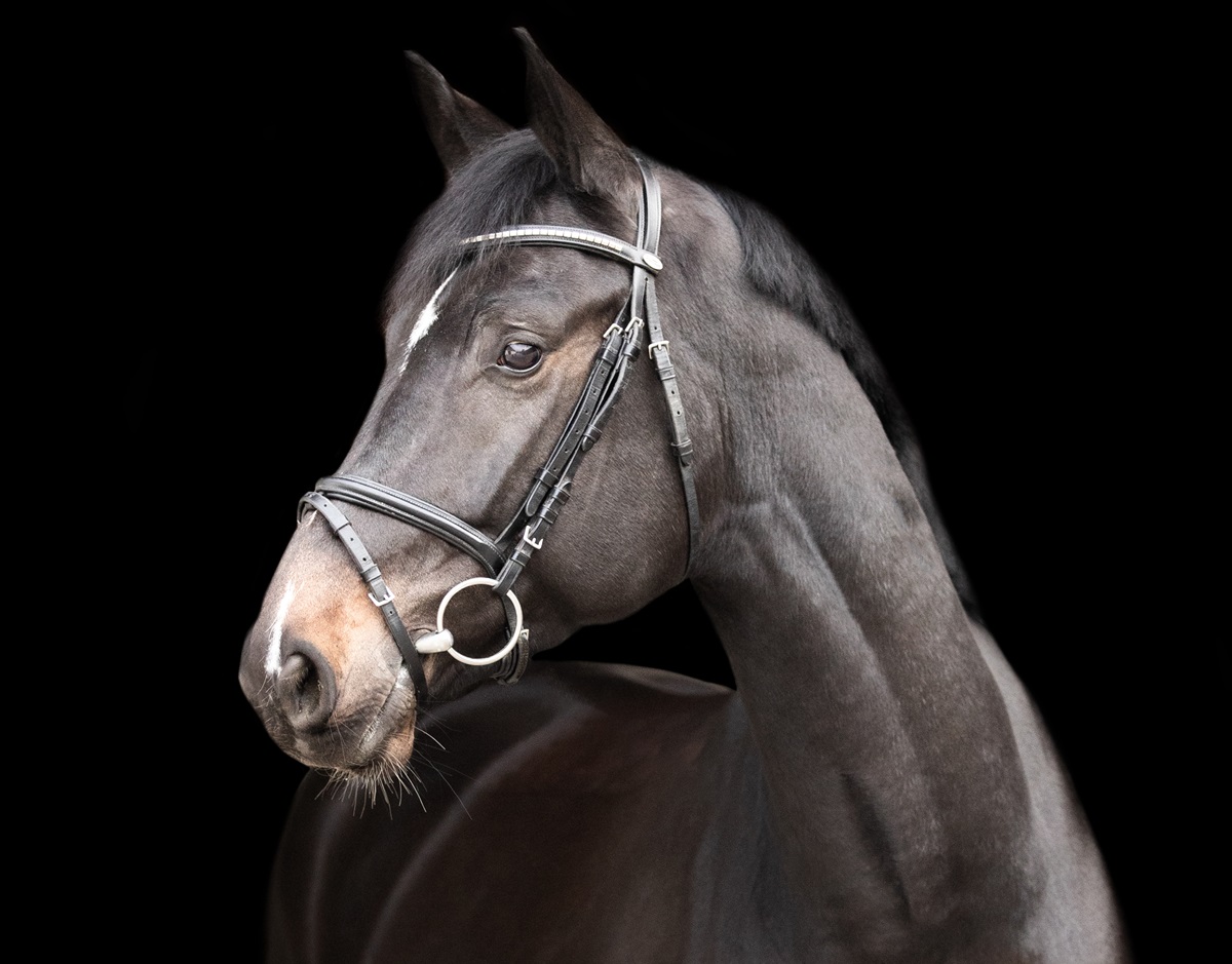 Quintano